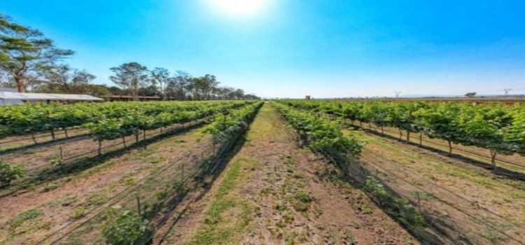 Hidalgo se convierte en estado vinícola por  su primer viñedo