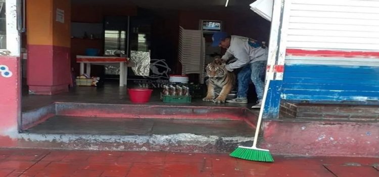 Tigre deambula en calles de Hidalgo y se mete a un local de tacos