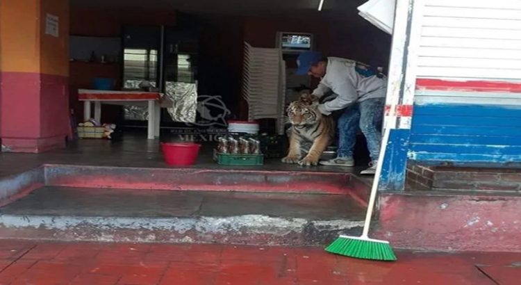 Tigre deambula en calles de Hidalgo y se mete a un local de tacos