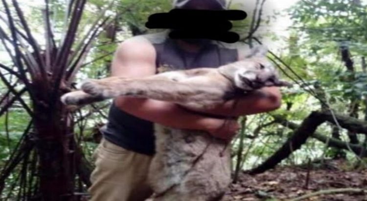 Cazador mata a puma en Hidalgo y lo muestra como trofeo