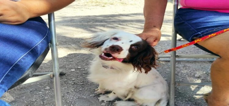 Esterilizaciones caninas en municipios de Hidalgo