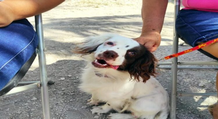 Esterilizaciones caninas en municipios de Hidalgo