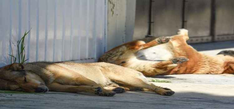 Hidalgo con sobrepoblación de perros