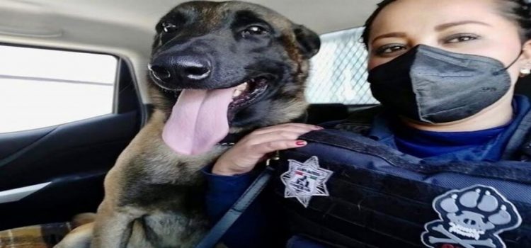 Jubilan a ‘Astro’, policía canino de Pachuca que padece cáncer