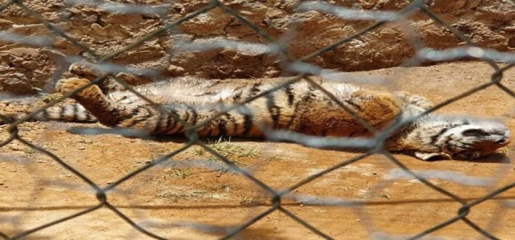 ‘Chester’ llega a zoológico de Hidalgo, el cachorro de tigre era una mascota ‘Chester’ llega a zoológico de Hidalgo, el cachorro de tigre era una mascota