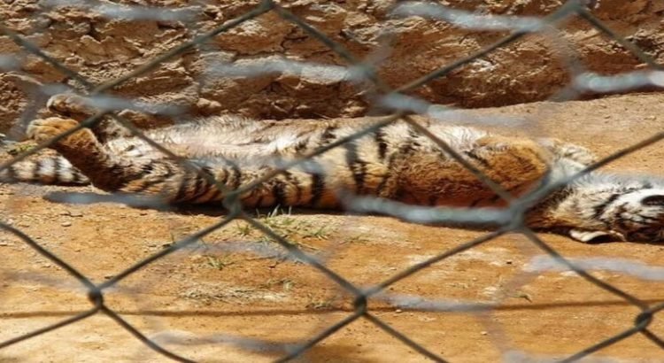 ‘Chester’ llega a zoológico de Hidalgo, el cachorro de tigre era una mascota