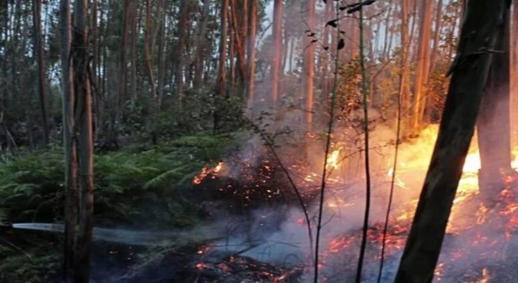 Hidalgo, con baja afectación de incendios forestales