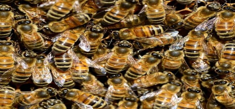 Abejas atacan en un panteón de Hidalgo