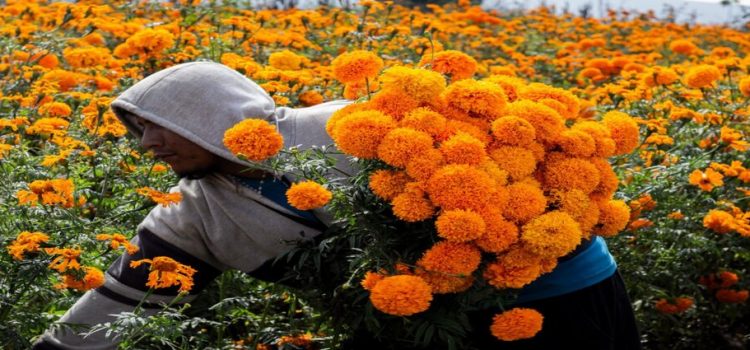 Advierten por la comercialización de una flor de cempasúchil pirata en Hidalgo