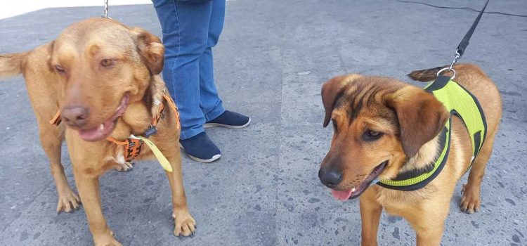 Organizan bazar en apoyo a rescatistas de animales en Pachuca