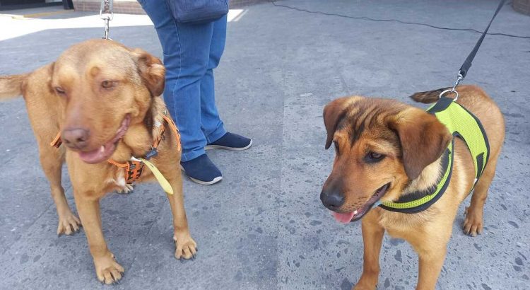 Organizan bazar en apoyo a rescatistas de animales en Pachuca