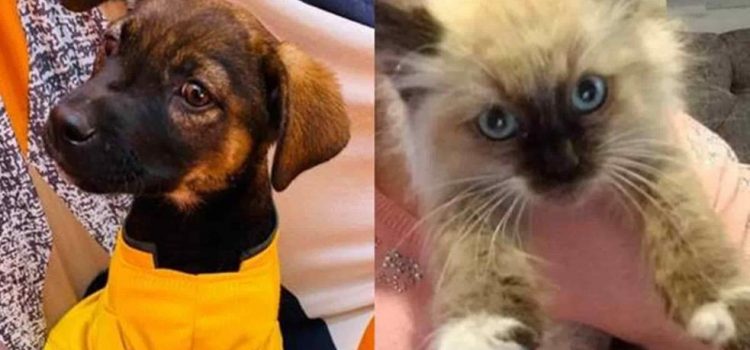 Pachuca realizó Feria de adopciones de gatitos y perritos