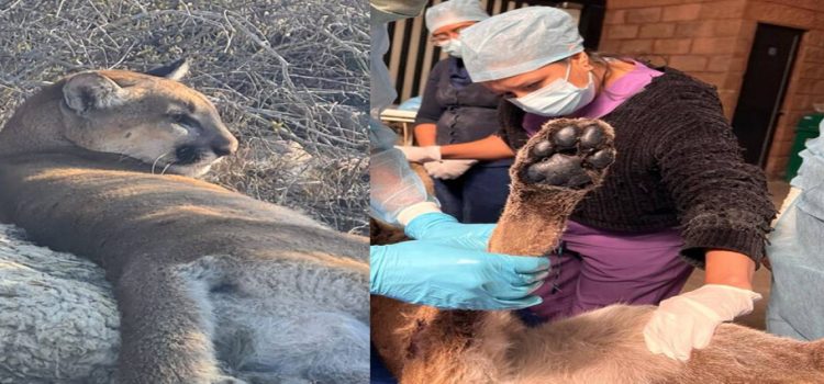 Puma atrapado por campesinos en Hidalgo muere por lesiones de trampas