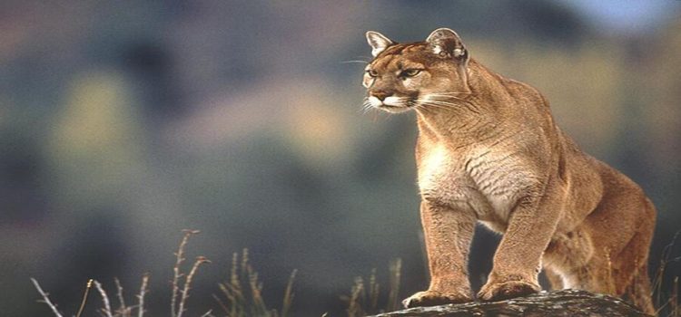 Puma es captado devorando borregos en Hidalgo