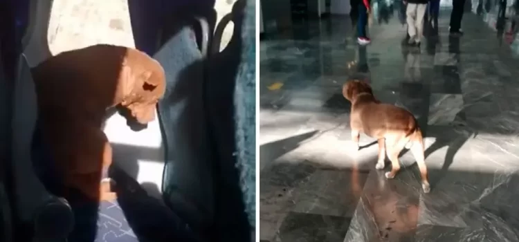 Perro se sube a autobús por error y termina en Pachuca