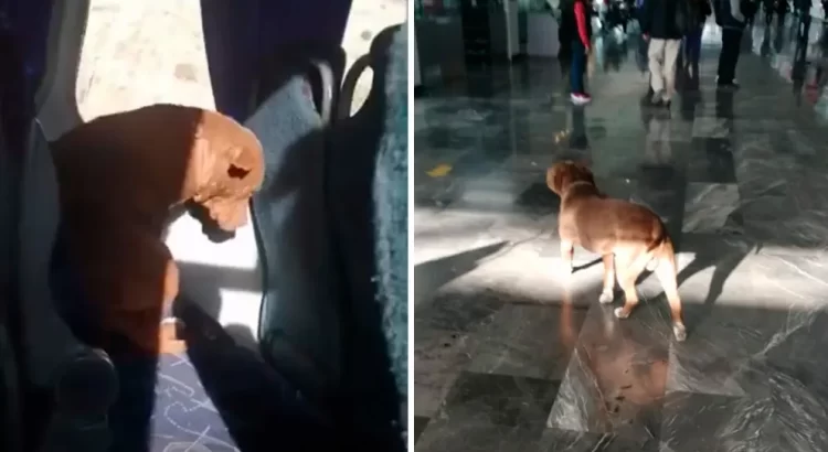 Perro se sube a autobús por error y termina en Pachuca