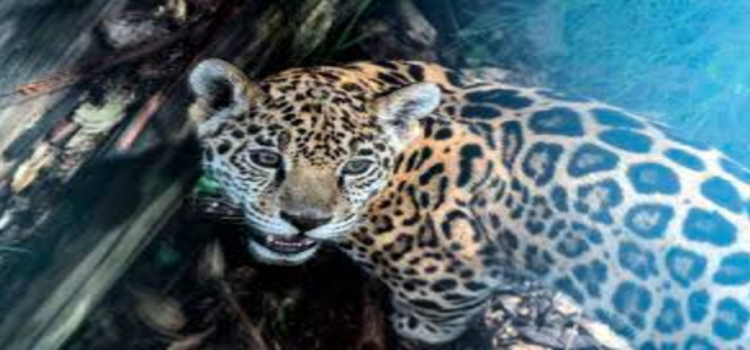 Hidalgo busca preservar la ruta del jaguar