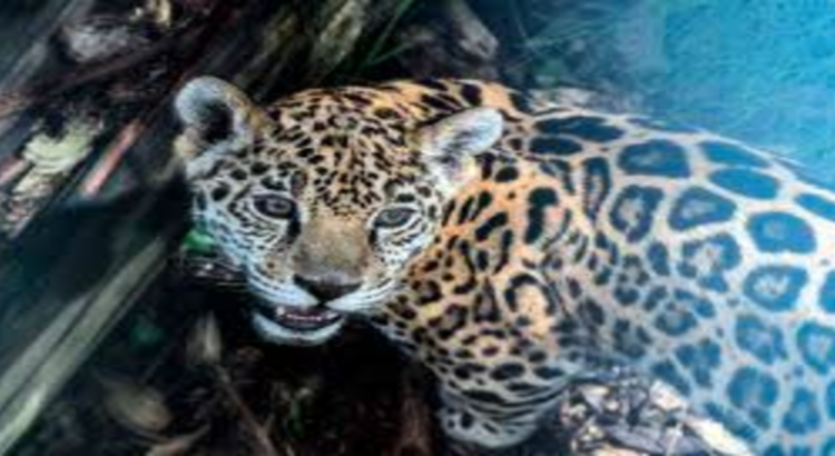 Hidalgo busca preservar la ruta del jaguar