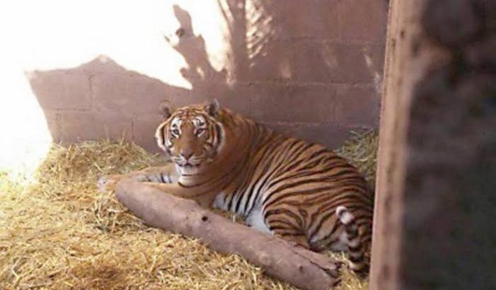 Tigresa recuperada en Pachuca es liberada en santuario de Estados Unidos