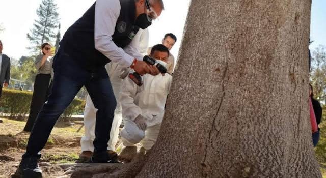 Vacunan árboles en Pachuca
