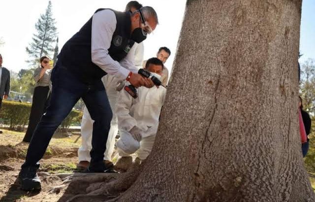 Vacunan árboles en Pachuca