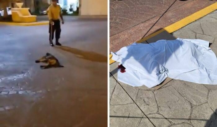 Guardia de seguridad ahorca y mata a perro en Pachuca