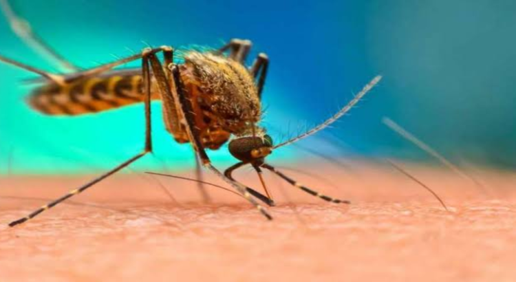 Hidalgo registra primeros casos de dengue