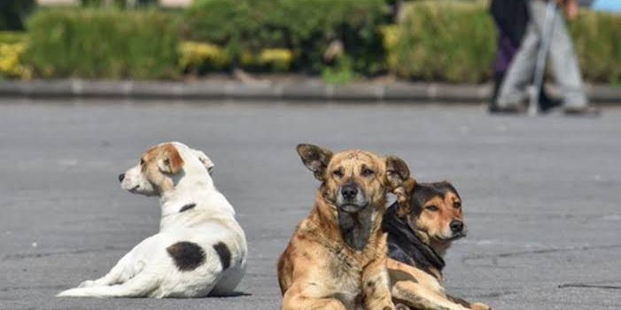 Vive Ladri2” es un evento de rock a beneficio de los perritos en Pachuca