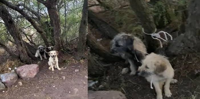 Rescatan a dos perritos que fueron amarrados en un cerro
