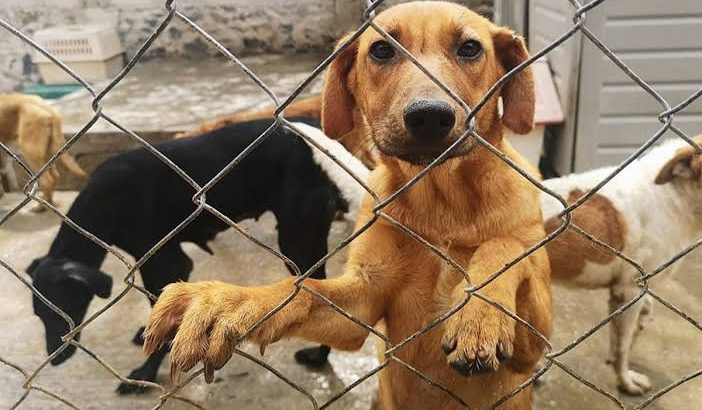 Marchan para pedir justicia por casos de maltrato contra de mascotas en Pachuca