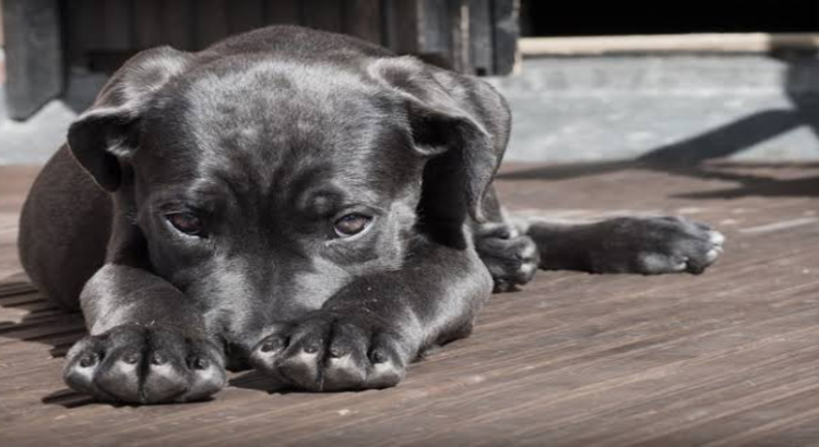 En Hidalgo las mascotas ya no serían objeto de embargo