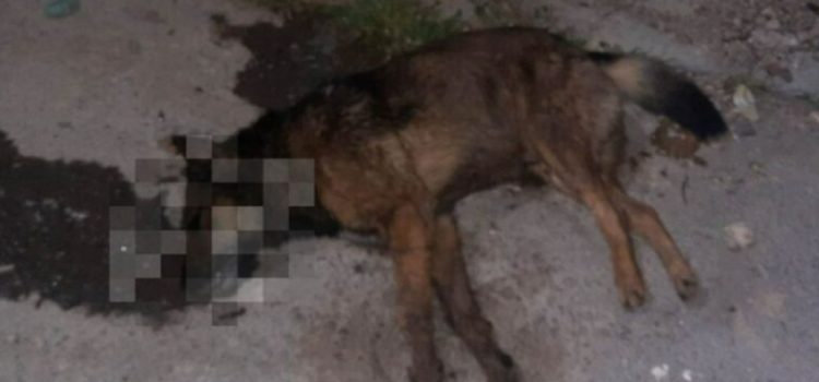 Envenenan a 20 perritos en fraccionamiento de Pachuca