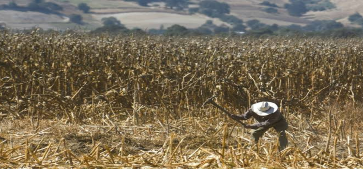 Disminuyen hectáreas de uso agrícola en Hidalgo