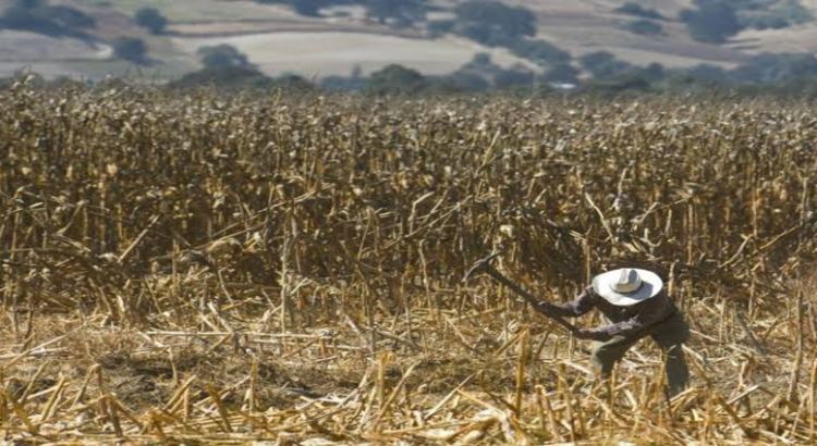 Disminuyen hectáreas de uso agrícola en Hidalgo