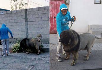 Hombre saca a pasear a un Leon en las calles de Pachuca…¡era un perro!