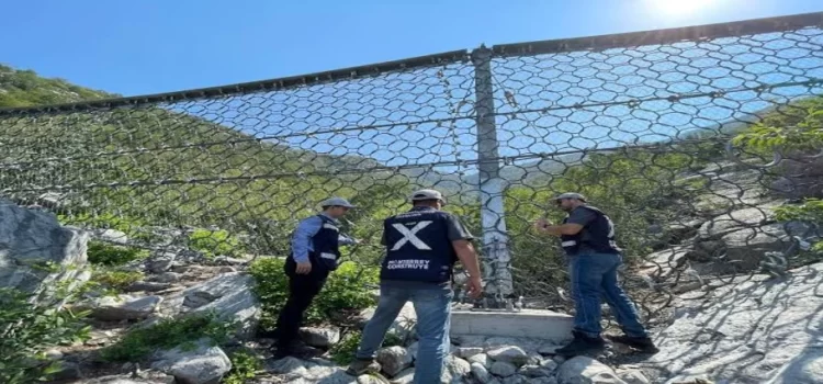 Piden preservar árbol de más de 60 años en Pachuca