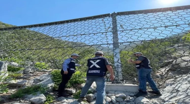Piden preservar árbol de más de 60 años en Pachuca