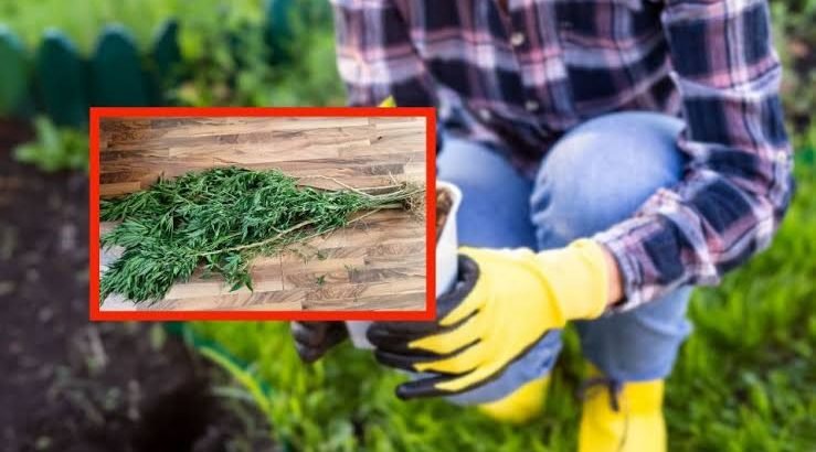 Aseguran plantas de marihuana en domicilio de Pachuca