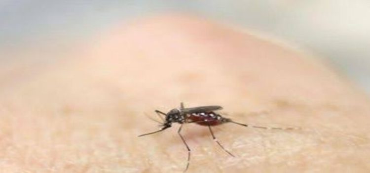 Se confirman hasta 35 casos de dengue en todo Hidalgo