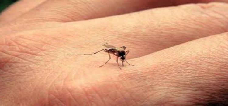 Hidalgo importa el dengue de otros estados