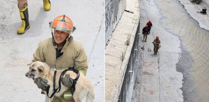 Rescatan a lomito que cayó a Río de las Avenidas en Pachuca