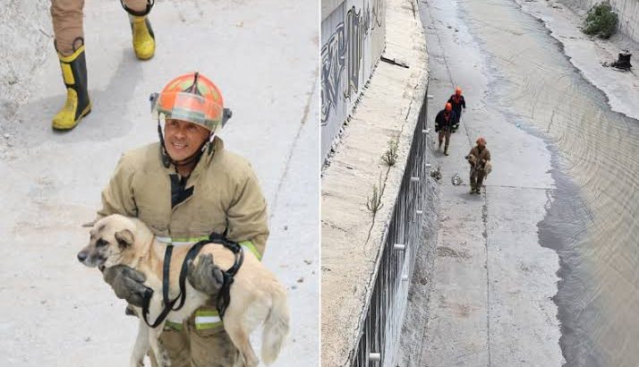 Rescatan a lomito que cayó a Río de las Avenidas en Pachuca