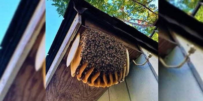 Prohibido en Pachuca fumigar enjambres de abejas