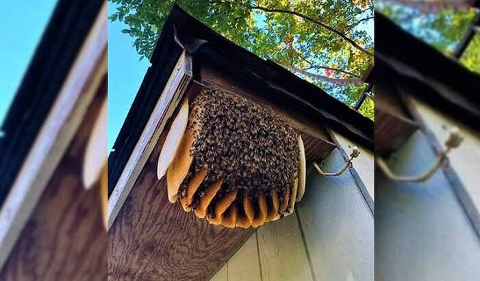 Prohibido en Pachuca fumigar enjambres de abejas