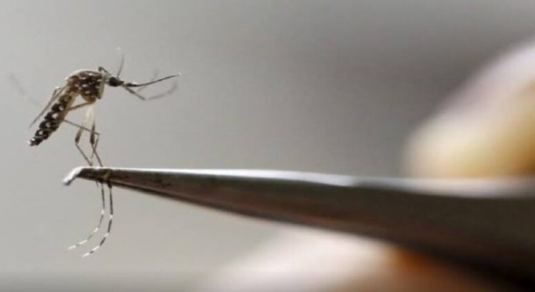 Hidalgo reporta 593 casos de dengue