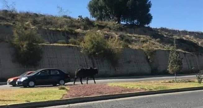 Toro deambulaba suelto por la calle en Pachuca Toro deambulaba suelto por la calle en Pachuca