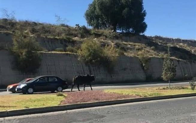 Toro deambulaba suelto por la calle en Pachuca