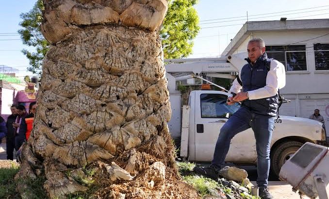 Alcalde de Pachuca vacuna palmera para tratar de revivirla