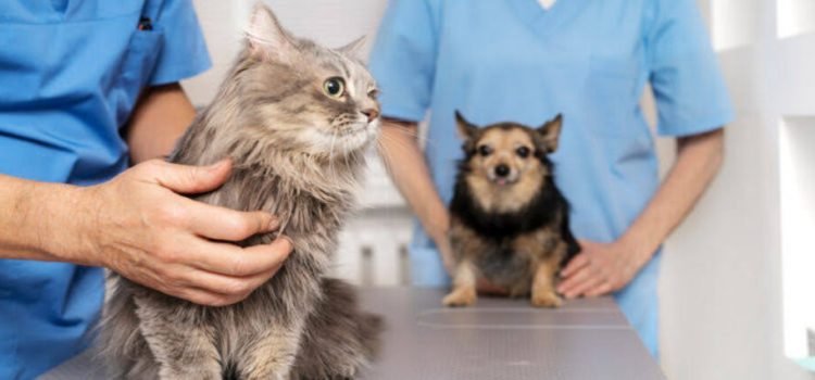 En Hidalgo proponen creación de veterinarias públicas gratuitas