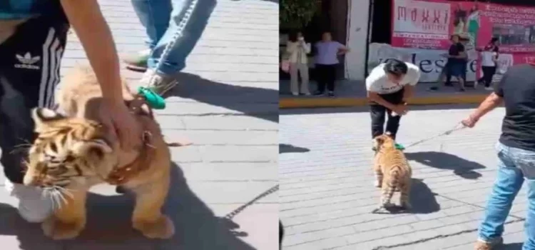 Hombre pasea a cachorro de tigre por calles de Hidalgo